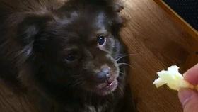 煎饼狗子吃瓜网