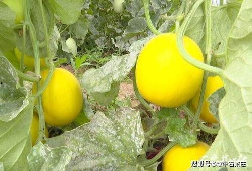 石家庄吃瓜网最新消息,最新热辣事件大盘点！